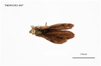 藏品(角斑毒蛾)的圖片